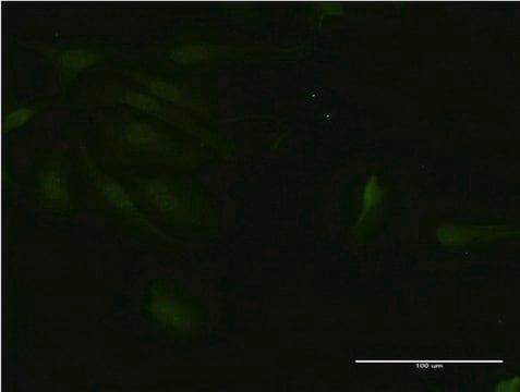 Monoclonal Anti-RNF125, (C-terminal) antibody produced in mouse clone 1D3, purified immunoglobulin, buffered aqueous solution