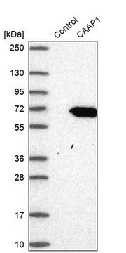 Anti-CAAP1 antibody produced in rabbit Prestige Antibodies&#174; Powered by Atlas Antibodies, affinity isolated antibody, buffered aqueous glycerol solution, Ab3