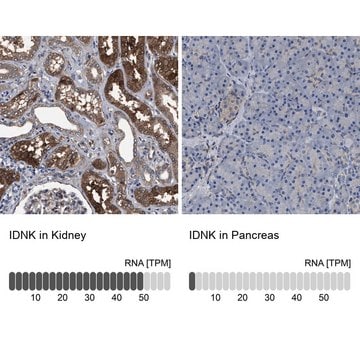 Anti-IDNK antibody produced in rabbit Prestige Antibodies&#174; Powered by Atlas Antibodies, affinity isolated antibody, buffered aqueous glycerol solution