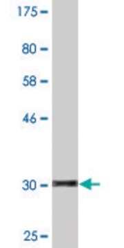 Monoclonal Anti-HOXD4, (N-terminal) antibody produced in mouse clone 1H7, purified immunoglobulin, buffered aqueous solution