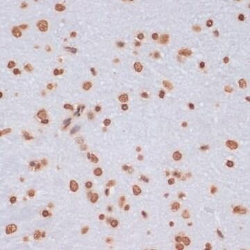 Anti-Histone H3 antibody produced in rabbit