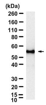 Anti-Myc tag Antibody, clone 9E10 ZooMAb&#174; Mouse Monoclonal recombinant, expressed in HEK 293 cells