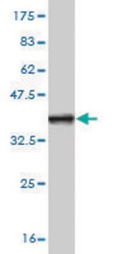 ANTI-ZIC1 antibody produced in mouse clone 1D12, purified immunoglobulin, buffered aqueous solution