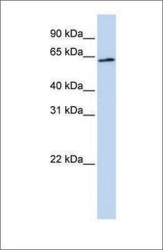 Anti-AIFM3 antibody produced in rabbit affinity isolated antibody