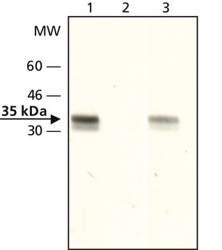 抗アセチル-ヒストンH1.4 (Ac-Lys26) ウサギ宿主抗体 affinity isolated antibody, buffered aqueous solution