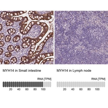 Anti-MYH14 antibody produced in rabbit Prestige Antibodies&#174; Powered by Atlas Antibodies, affinity isolated antibody, buffered aqueous glycerol solution