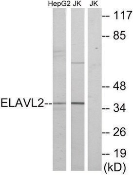 Anti-ELAVL2 antibody produced in rabbit affinity isolated antibody