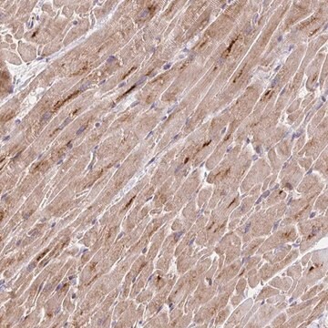 Anti-TRIM55 antibody produced in rabbit affinity isolated antibody, buffered aqueous glycerol solution