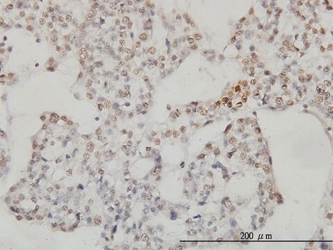 Monoclonal Anti-SESN2 antibody produced in mouse clone 3B8, purified immunoglobulin, buffered aqueous solution