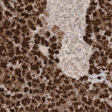 Anti-C21orf58 antibody produced in rabbit Prestige Antibodies&#174; Powered by Atlas Antibodies, affinity isolated antibody, buffered aqueous glycerol solution