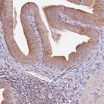 Anti-FAM20A antibody produced in rabbit Prestige Antibodies&#174; Powered by Atlas Antibodies, affinity isolated antibody, buffered aqueous glycerol solution