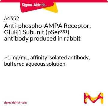 Anti-phospho-AMPA Receptor, GluR1 Subunit (pSer831) antibody produced in rabbit ~1&#160;mg/mL, affinity isolated antibody, buffered aqueous solution