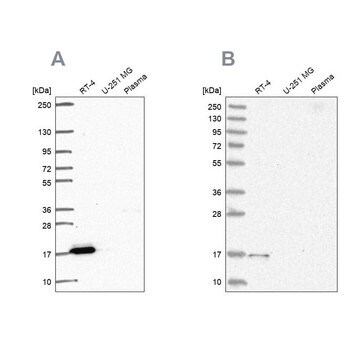 Anti-FAM162A antibody produced in rabbit Prestige Antibodies&#174; Powered by Atlas Antibodies, affinity isolated antibody