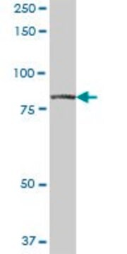 Anti-RUFY1 antibody produced in mouse purified immunoglobulin, buffered aqueous solution