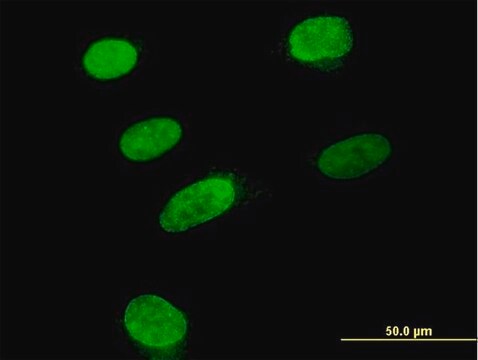 Anti-ARID3B antibody produced in mouse purified immunoglobulin, buffered aqueous solution