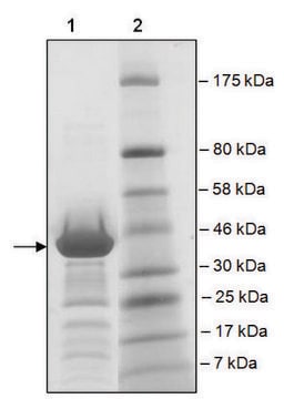 BRD2 (65-187) GST tag human recombinant, expressed in E. coli, &#8805;81% (SDS-PAGE)