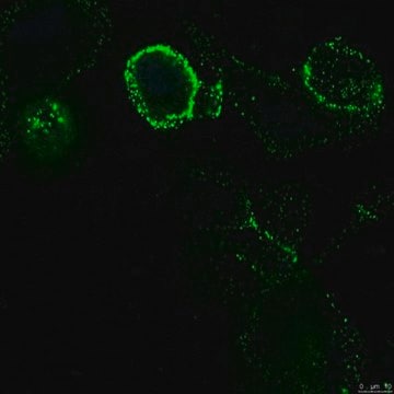 Anti-APN/CD13 Antibody, clone DF-5 clone DF-5, from mouse