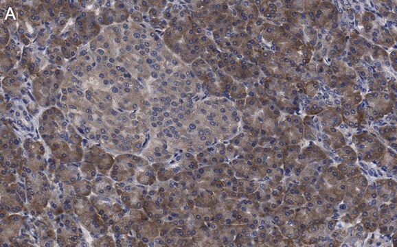 Anti-eIF3h Antibody, clone 2B15 ZooMAb&#174; Rabbit Monoclonal recombinant, expressed in HEK 293 cells