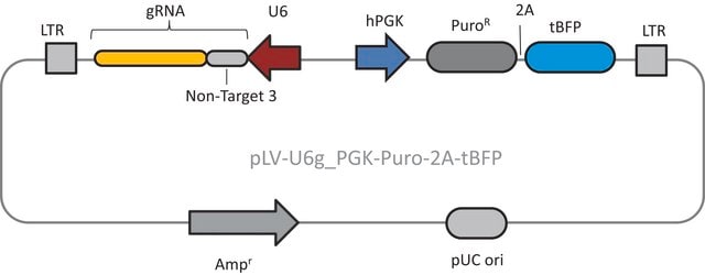 Lenti CRISPR Universal Non-Target Control#3 Transduction Particles (LV04 vector)