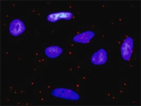 Monoclonal Anti-PDGFRA antibody produced in mouse clone 2D2-1A11, purified immunoglobulin, buffered aqueous solution