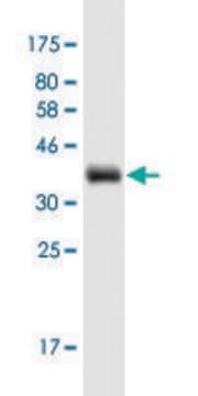 Monoclonal Anti-SYT7 antibody produced in mouse clone 4H4, purified immunoglobulin