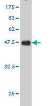 Monoclonal Anti-EPB41L3 antibody produced in mouse clone 2B1, purified immunoglobulin, buffered aqueous solution