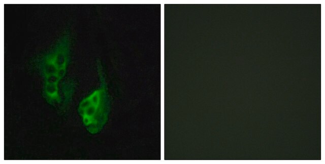 Anti-OPN5 antibody produced in rabbit affinity isolated antibody