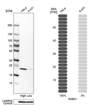 Anti-RAB31 antibody produced in rabbit Prestige Antibodies&#174; Powered by Atlas Antibodies, affinity isolated antibody, buffered aqueous glycerol solution