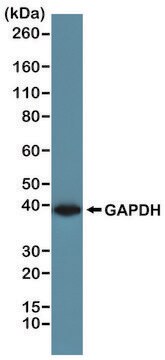 Anti-GAPDH-Biotin antibody, Rabbit monoclonal recombinant, expressed in HEK 293 cells, clone RM114, purified immunoglobulin