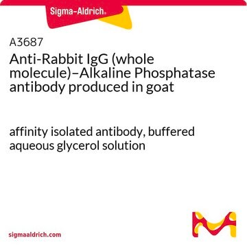 Conjugué anticorps anti-IgG de lapin (molécule entière)–phosphatase alcaline antibody produced in goat affinity isolated antibody, buffered aqueous glycerol solution