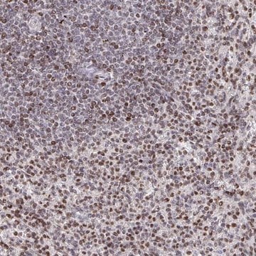 Anti-RAPGEF5 antibody produced in rabbit Prestige Antibodies&#174; Powered by Atlas Antibodies, affinity isolated antibody, buffered aqueous glycerol solution