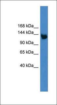 Anti-LRP8 antibody produced in rabbit affinity isolated antibody