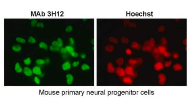 Anti-SUMO2/3 Antibody, clone 3H12 clone 3H12, from rat