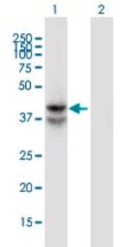 Monoclonal Anti-LDHAL6B antibody produced in mouse clone 1A3, purified immunoglobulin, buffered aqueous solution