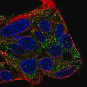 Anti-FBXL22 antibody produced in rabbit Prestige Antibodies&#174; Powered by Atlas Antibodies, affinity isolated antibody, buffered aqueous glycerol solution