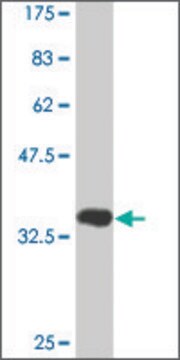 Monoclonal Anti-DDIT3 antibody produced in mouse clone 2C4, purified immunoglobulin, buffered aqueous solution