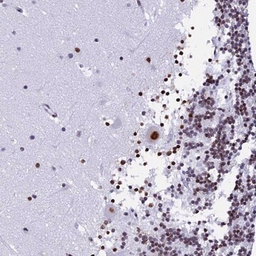 Anti-NSA2 antibody produced in rabbit Prestige Antibodies&#174; Powered by Atlas Antibodies, affinity isolated antibody, buffered aqueous glycerol solution