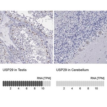 Anti-USP29 antibody produced in rabbit Prestige Antibodies&#174; Powered by Atlas Antibodies, affinity isolated antibody, buffered aqueous glycerol solution