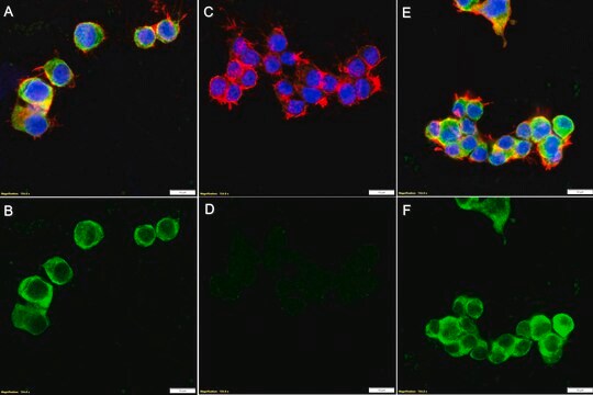 Anti-p-eIF4G1 (Ser1108) Antibody, clone 4G7 ZooMAb&#174; Rabbit Monoclonal recombinant, expressed in HEK 293 cells