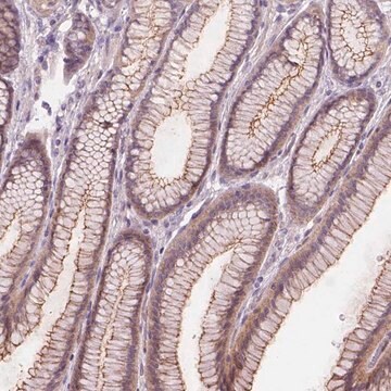 Anti-GXYLT2 antibody produced in rabbit Prestige Antibodies&#174; Powered by Atlas Antibodies, affinity isolated antibody, buffered aqueous glycerol solution