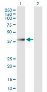 Anti-ABHD1 antibody produced in mouse purified immunoglobulin, buffered aqueous solution