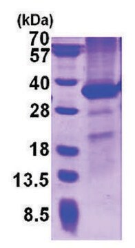 CD274 from mouse recombinant, expressed in E. coli, &#8805;85% (SDS-PAGE)