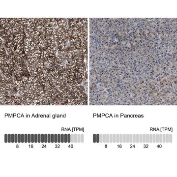 Anti-PMPCA antibody produced in rabbit Prestige Antibodies&#174; Powered by Atlas Antibodies, affinity isolated antibody, buffered aqueous glycerol solution