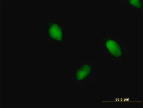 Anti-BRPF1 antibody produced in mouse purified immunoglobulin, buffered aqueous solution