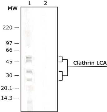 Anti-Clathrin Light Chain antibody, Mouse monoclonal clone CON.1, purified from hybridoma cell culture