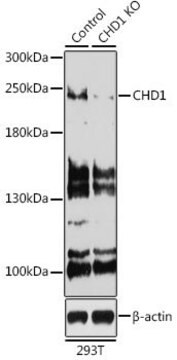 Anti-CHD1 antibody produced in rabbit