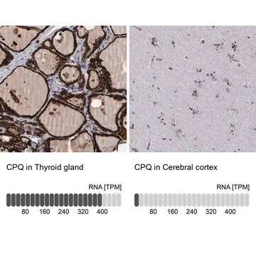 Anti-CPQ antibody produced in rabbit Prestige Antibodies&#174; Powered by Atlas Antibodies, affinity isolated antibody, buffered aqueous glycerol solution, Ab1