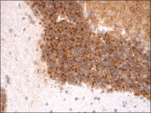 Monoclonal Anti-KCND3 antibody produced in mouse clone S75-41, 1&#160;mg/mL, purified immunoglobulin