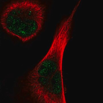 Anti-TEX15 antibody produced in rabbit Prestige Antibodies&#174; Powered by Atlas Antibodies, affinity isolated antibody