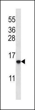 ANTI-HIST1H2BO/HIST1H2BH (N-TERM) antibody produced in rabbit IgG fraction of antiserum, buffered aqueous solution